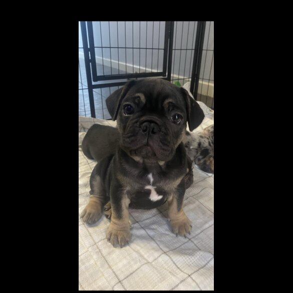 French Bulldog - Dogs