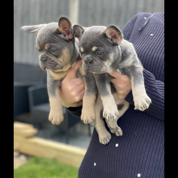 French Bulldog - Both