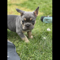 French Bulldog - Both
