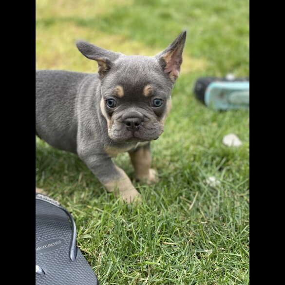 French Bulldog - Both