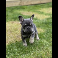French Bulldog - Both