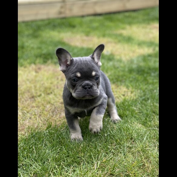 French Bulldog - Both