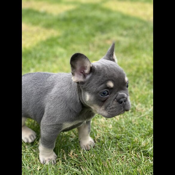 French Bulldog - Both