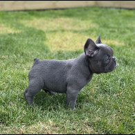French Bulldog - Both