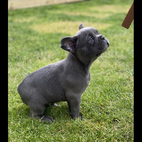 French Bulldog - Both
