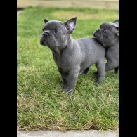 French Bulldog - Both