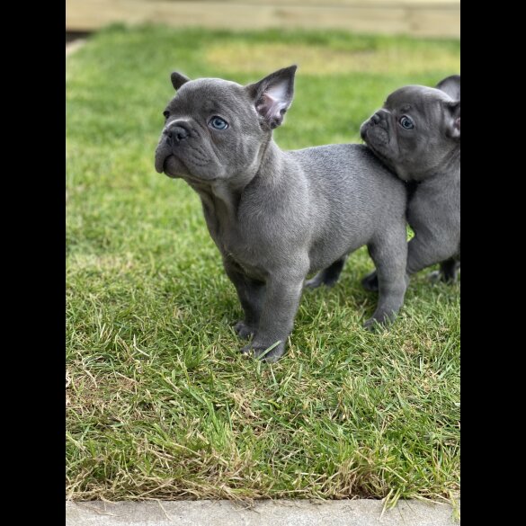French Bulldog - Both