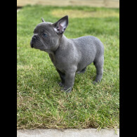French Bulldog - Both