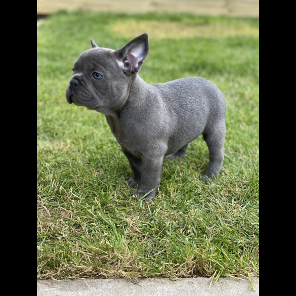 French Bulldog - Both