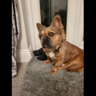 French Bulldog - Both