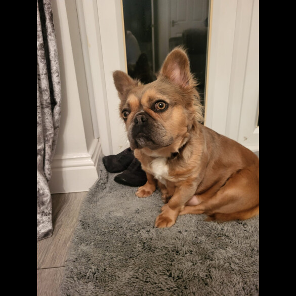 French Bulldog - Both