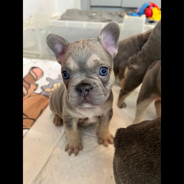 French Bulldog
