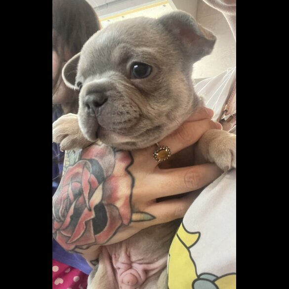 French Bulldog