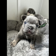 French Bulldog - Both