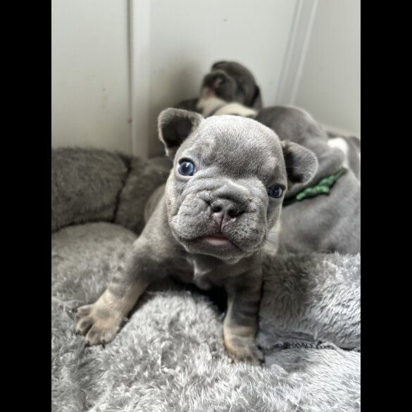 French Bulldog - Both