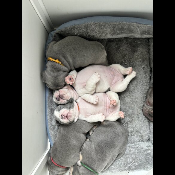 French Bulldog - Both