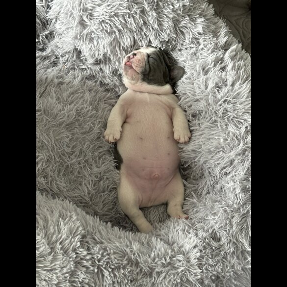 French Bulldog - Both