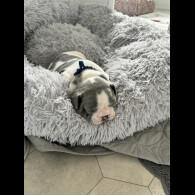 French Bulldog - Both
