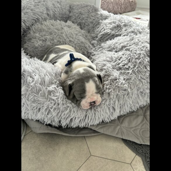 French Bulldog - Both