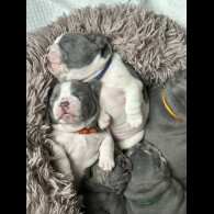 French Bulldog - Both