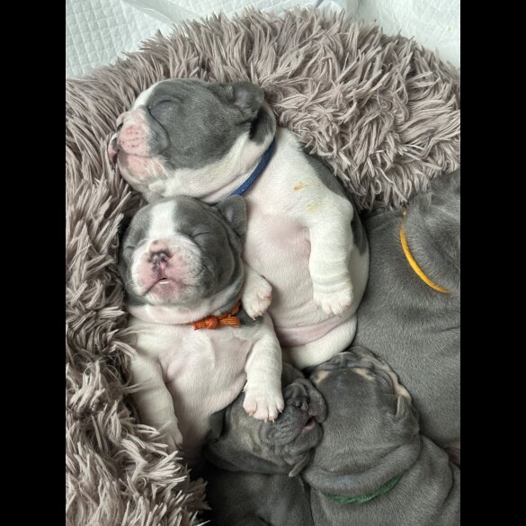 French Bulldog - Both