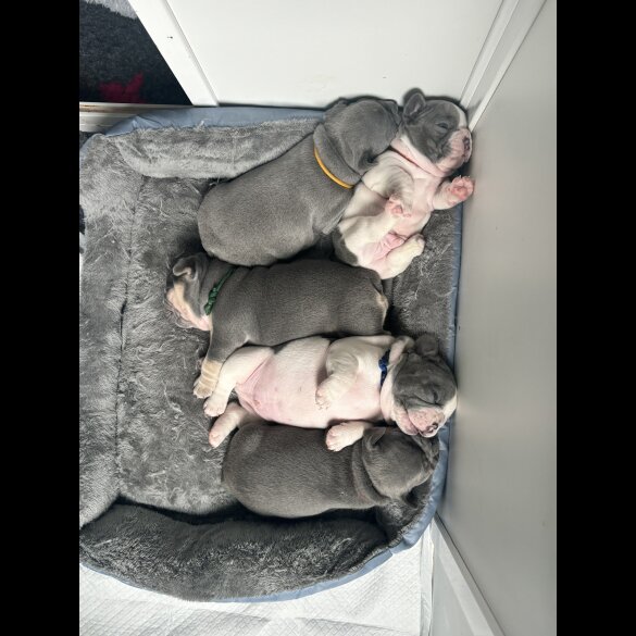 French Bulldog - Both