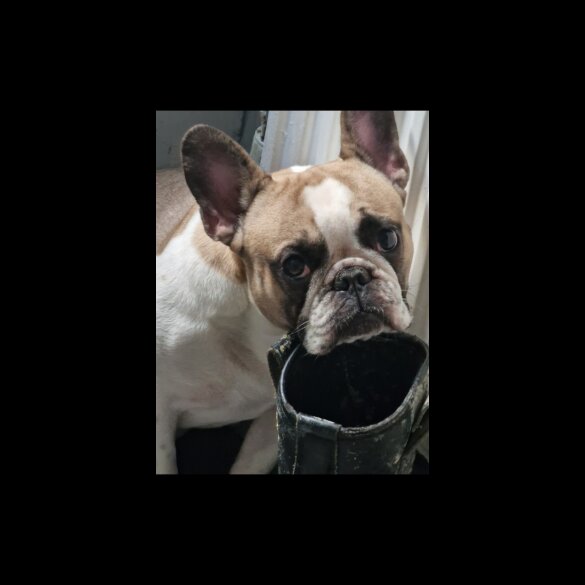 French Bulldog - Both
