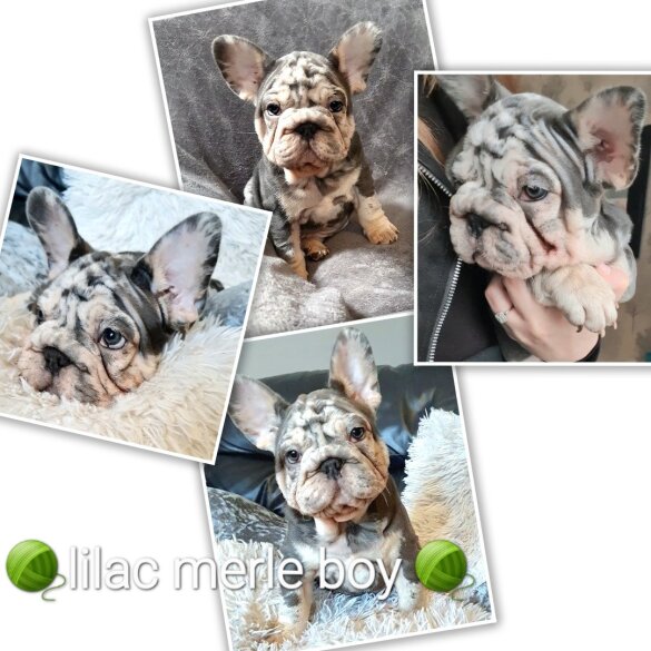 French Bulldog - Both