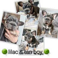 French Bulldog - Both