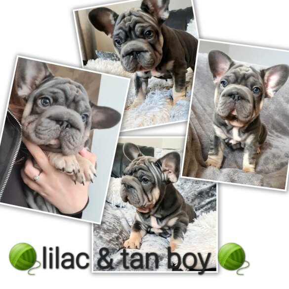 French Bulldog - Both