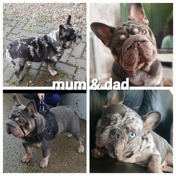French Bulldog - Both