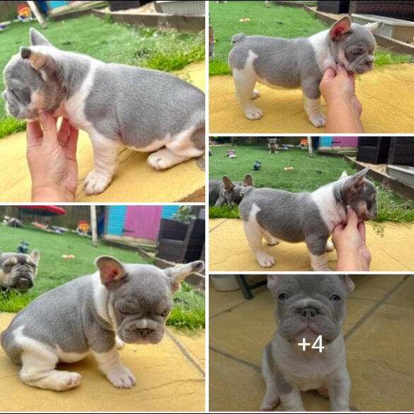 French Bulldog - Both