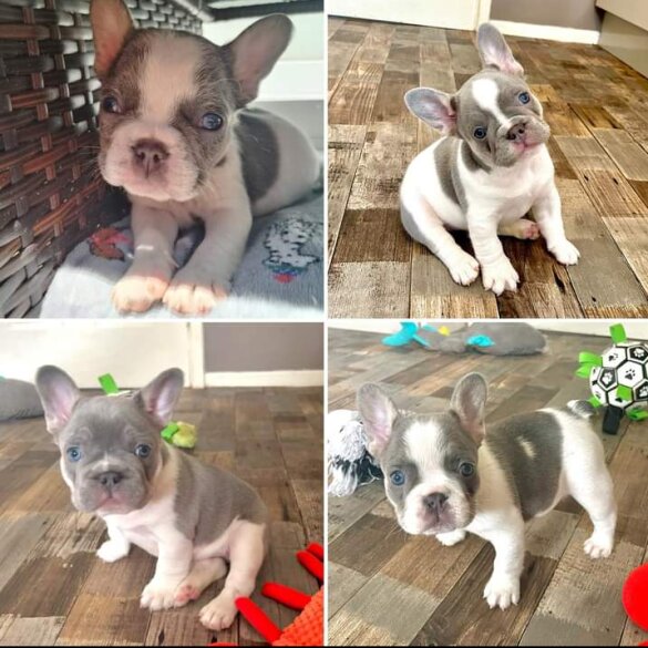 French Bulldog - Both