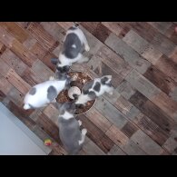 French Bulldog - Both