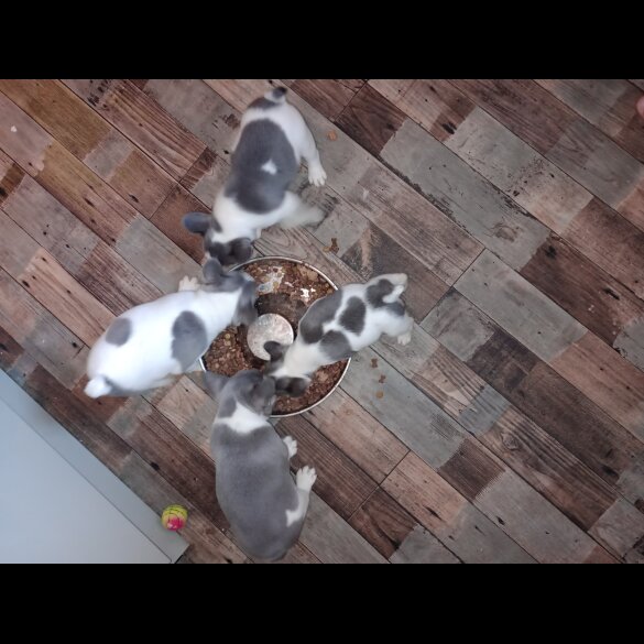 French Bulldog - Both