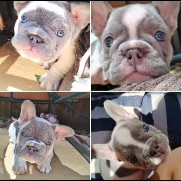 French Bulldog - Both