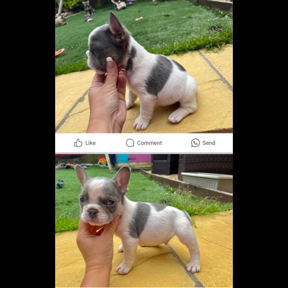 French Bulldog - Both