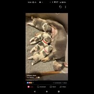 French Bulldog - Both
