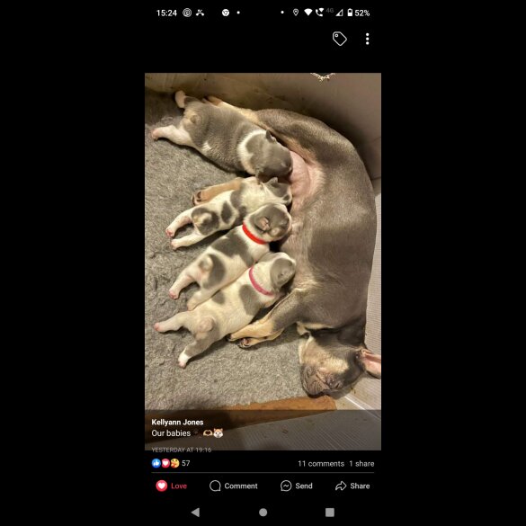 French Bulldog - Both