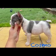 French Bulldog - Both
