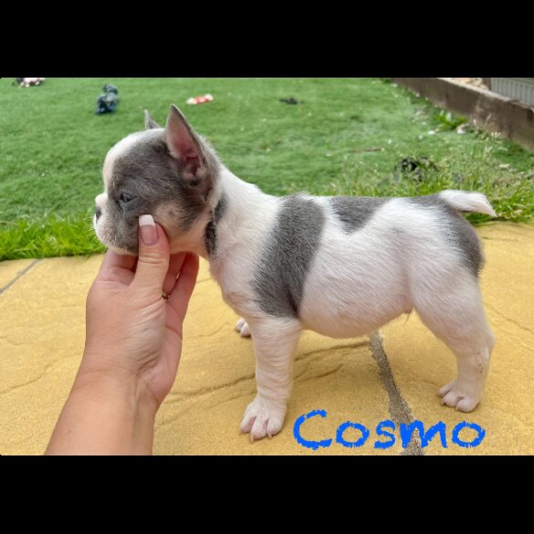 French Bulldog - Both