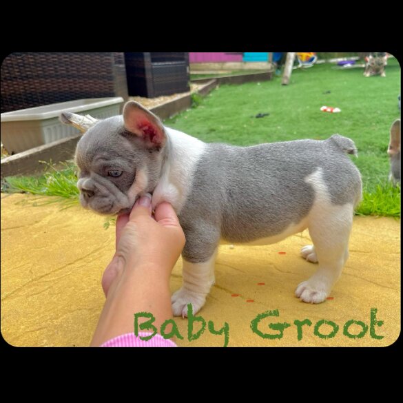French Bulldog - Both
