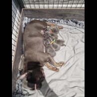 French Bulldog - Both
