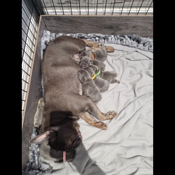 French Bulldog - Both