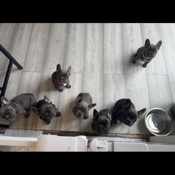 French Bulldog - Both