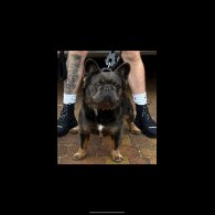 French Bulldog - Both