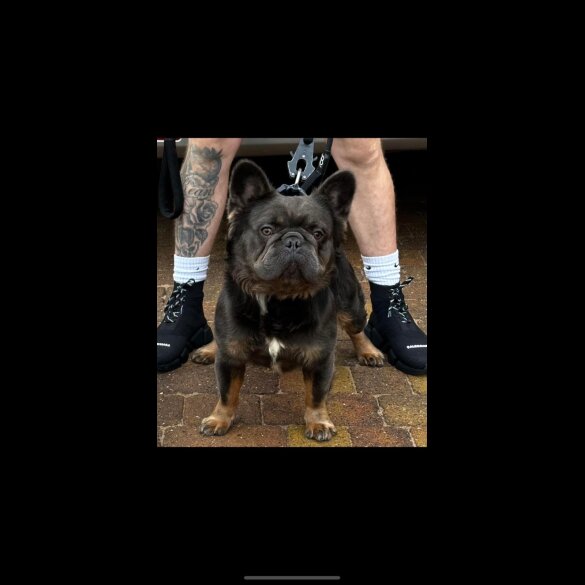 French Bulldog - Both