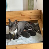 French Bulldog - Both