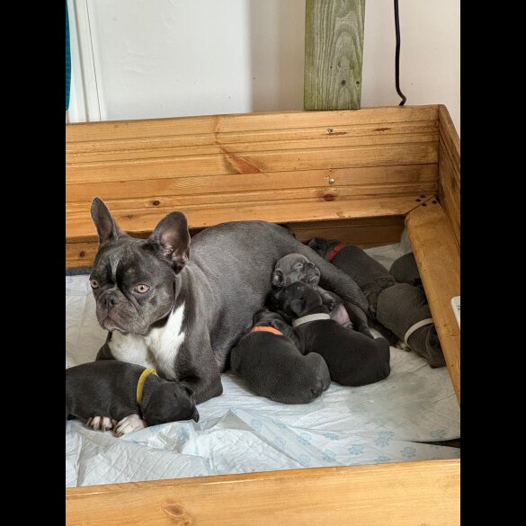 French Bulldog - Both