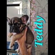 French Bulldog - Both